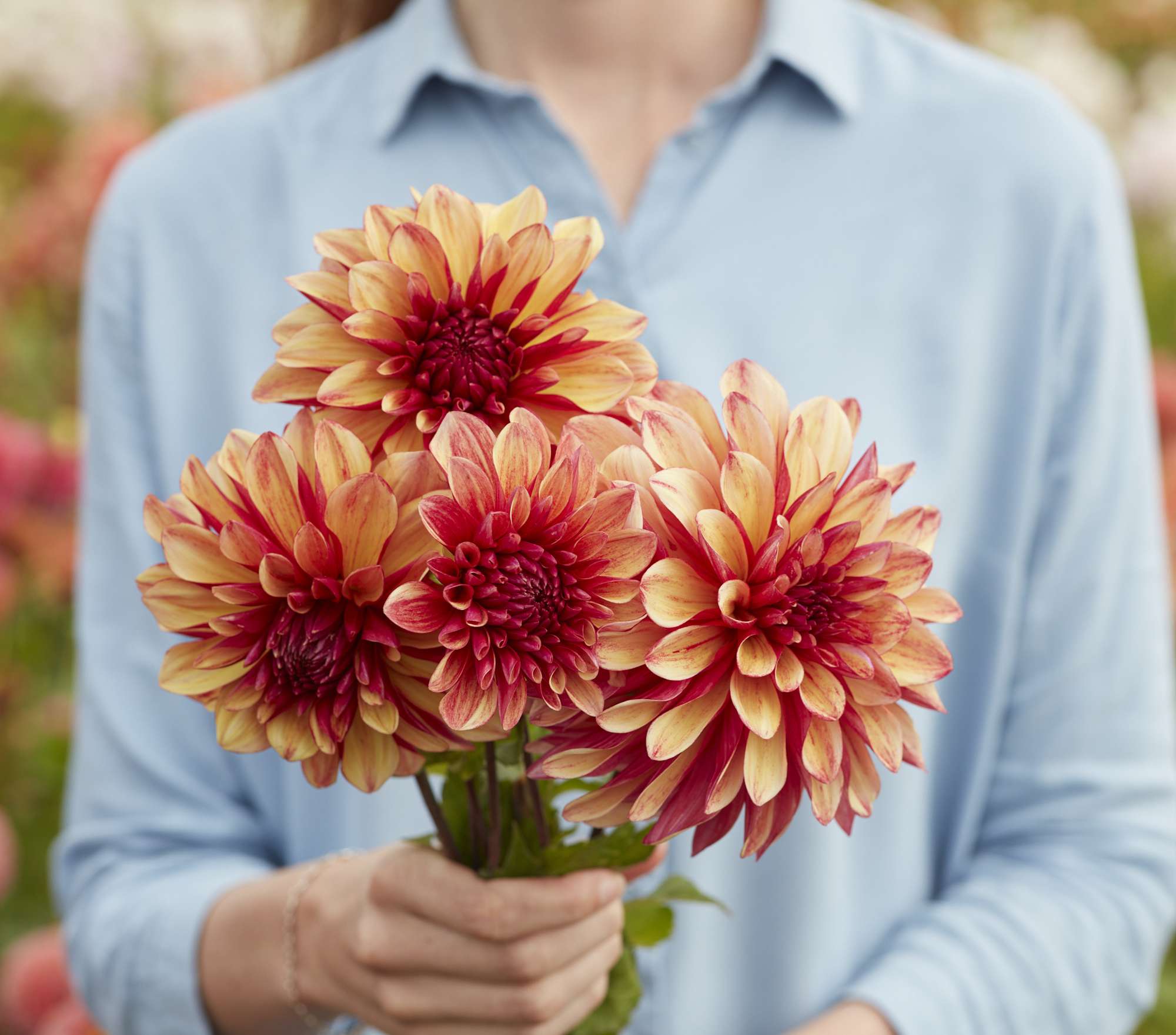 Dahlia 'Gitt's Crazy'